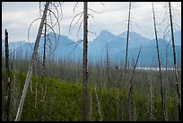 Recovering burned forest from 2007 wildfire. Glacier National Park ( color)