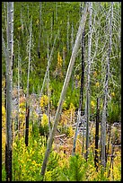 Burned trees and new growth in autumn. Glacier National Park, Montana, USA.