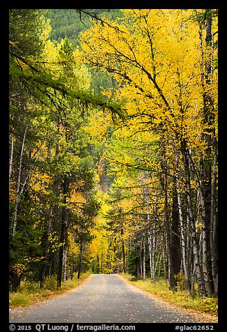 Road below canopy of tall trees in autumn, Apgar. Glacier National Park (color)