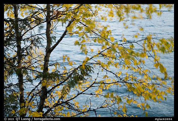 Tree branches blurred by wind, Lake McDonald. Glacier National Park, Montana, USA.