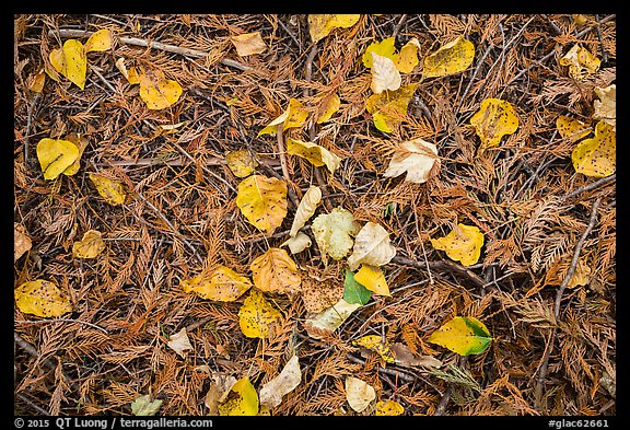Close-up of forest floor with fallen leaves in autumn. Glacier National Park, Montana, USA.