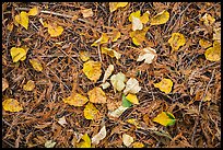 Close-up of forest floor with fallen leaves in autumn. Glacier National Park ( color)