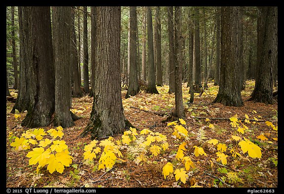 Old-growth forest with large leaves on floor in autumn. Glacier National Park, Montana, USA.