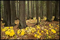 Old-growth forest with large leaves on floor in autumn. Glacier National Park, Montana, USA.