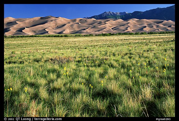 Grass prairie and dunes. Great Sand Dunes National Park