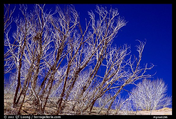 Ghost forest: squeletons of trees engulfed by the sands. Great Sand Dunes National Park and Preserve (color)
