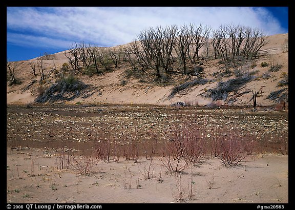 Dry creek and tree skeletons on edge of sand dunes. Great Sand Dunes National Park and Preserve (color)