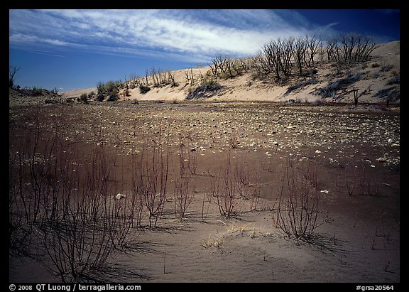 Ghost Forest, skeletons of trees engulfed by sands. Great Sand Dunes National Park and Preserve (color)