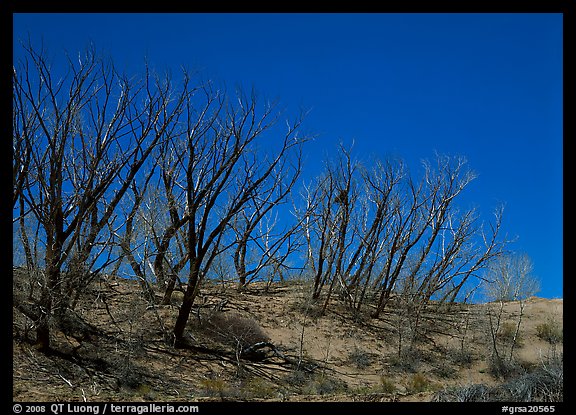 Dead trees on sand dunes. Great Sand Dunes National Park (color)
