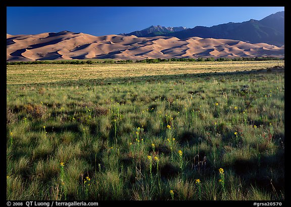 Wildflowers, grass prairie and dunes. Great Sand Dunes National Park, Colorado, USA.