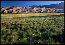 Wildflowers, grass prairie and dunes. Great Sand Dunes National Park and Preserve ( color)