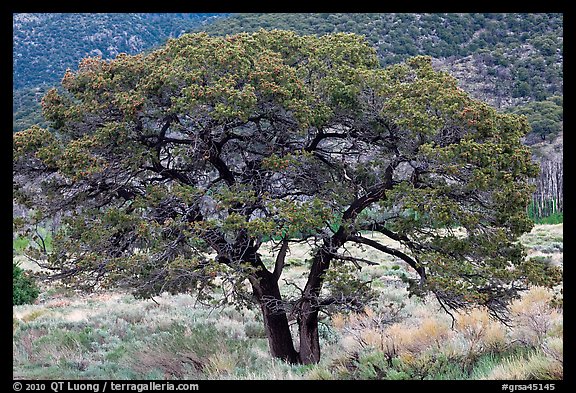 Pinyon pine tree. Great Sand Dunes National Park and Preserve (color)