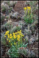 Yellow flowers and cactus. Great Sand Dunes National Park and Preserve ( color)