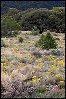 Slope with yellow flowers and pinyon pines. Great Sand Dunes National Park, Colorado, USA. (color)