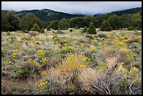 Sagebrush in bloom and pinyon pine forest. Great Sand Dunes National Park and Preserve ( color)
