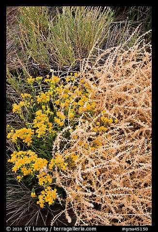 Closeup of shrubs. Great Sand Dunes National Park and Preserve, Colorado, USA.