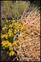 Closeup of shrubs. Great Sand Dunes National Park and Preserve ( color)