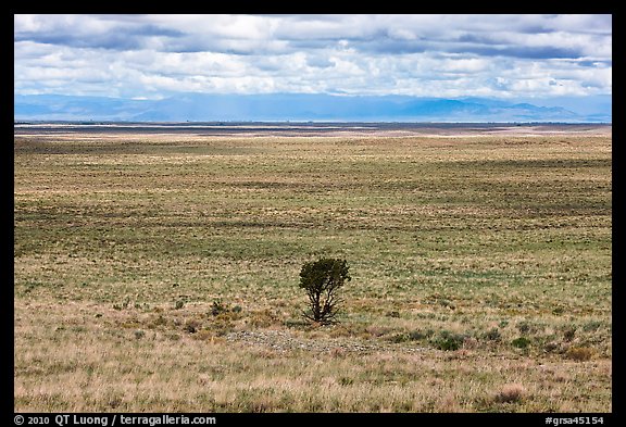 Lonely tree on plain. Great Sand Dunes National Park and Preserve, Colorado, USA.