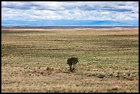 Lonely tree on plain. Great Sand Dunes National Park and Preserve ( color)