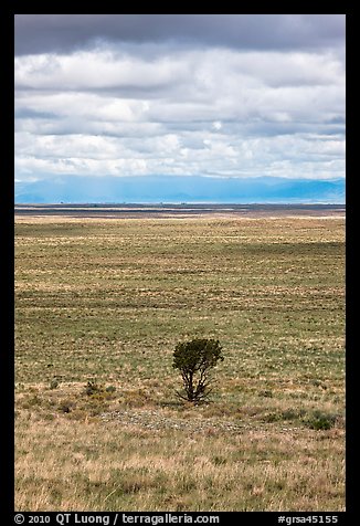 Lone tree and flatland. Great Sand Dunes National Park and Preserve, Colorado, USA.