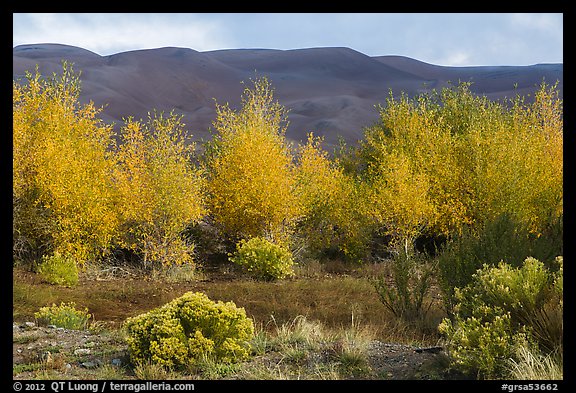 Cottonwoods in fall foliage and dark dunes. Great Sand Dunes National Park and Preserve (color)