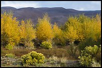 Cottonwoods in fall foliage and dark dunes. Great Sand Dunes National Park and Preserve ( color)