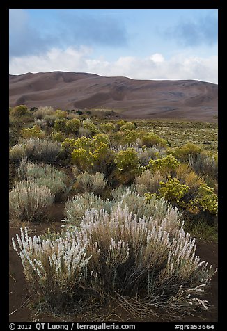 Shrubs and dunes. Great Sand Dunes National Park and Preserve (color)