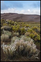 Shrubs and dunes. Great Sand Dunes National Park and Preserve ( color)