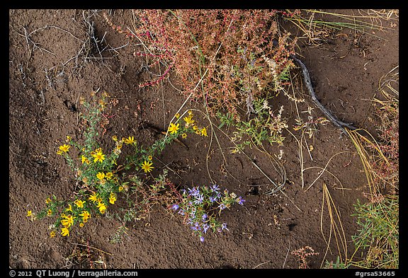Ground close-up with flowers, shrubs, and sand. Great Sand Dunes National Park and Preserve, Colorado, USA.