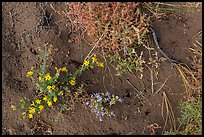 Ground close-up with flowers, shrubs, and sand. Great Sand Dunes National Park and Preserve ( color)