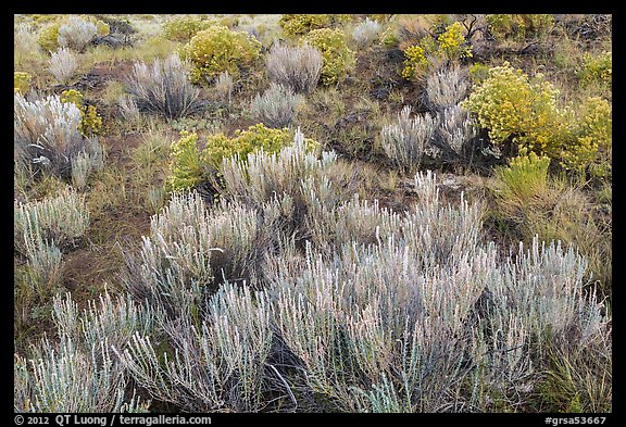 Grassland shrubs. Great Sand Dunes National Park, Colorado, USA.