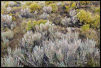 Grassland shrubs. Great Sand Dunes National Park and Preserve ( color)
