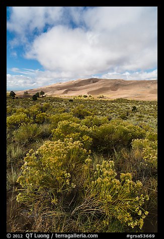 Rubber rabbitbrush. Great Sand Dunes National Park and Preserve (color)