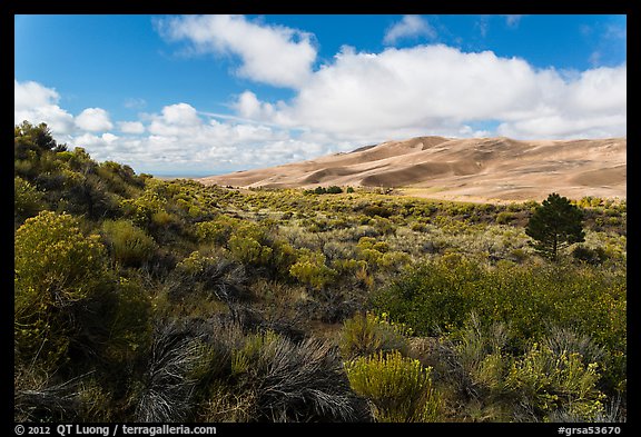 Rabbitbrush in autumn and dunes. Great Sand Dunes National Park and Preserve (color)