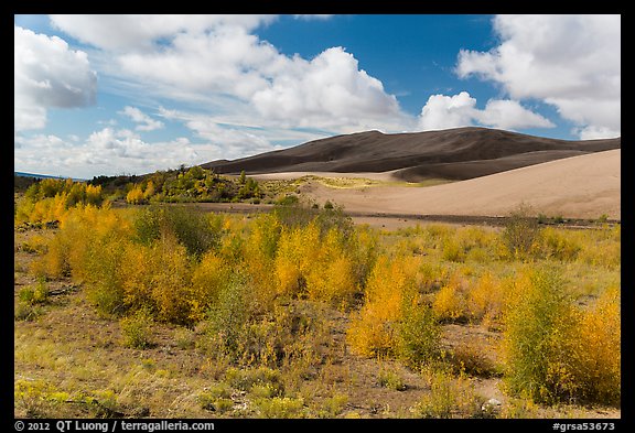 Riparian habitat along Medano Creek in autumn. Great Sand Dunes National Park and Preserve (color)