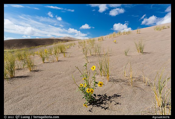 Prairie sunflowers and blowout grasses on sand dunes. Great Sand Dunes National Park and Preserve, Colorado, USA.