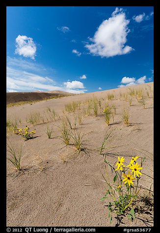 Prairie sunflowers and blowout grasses on dune field. Great Sand Dunes National Park, Colorado, USA.