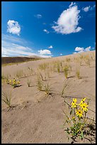 Prairie sunflowers and blowout grasses on dune field. Great Sand Dunes National Park, Colorado, USA. (color)