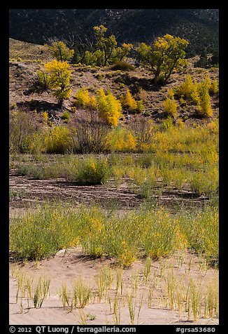 Shrubs and cottonwoods in autum foliage, Medano Creek. Great Sand Dunes National Park and Preserve (color)