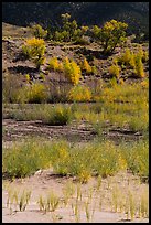 Shrubs and cottonwoods in autum foliage, Medano Creek. Great Sand Dunes National Park and Preserve, Colorado, USA.