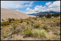 Desert shrubs, dunes and mountains. Great Sand Dunes National Park, Colorado, USA. (color)