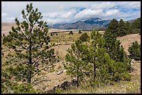 Pinyon pines. Great Sand Dunes National Park and Preserve ( color)