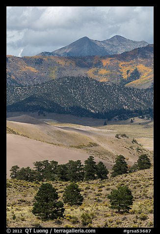 Sangre de Cristo mountains with aspen in fall foliage above dunes. Great Sand Dunes National Park and Preserve, Colorado, USA.