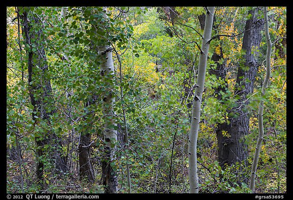 Forest in autumn along Mosca Creek. Great Sand Dunes National Park and Preserve, Colorado, USA.