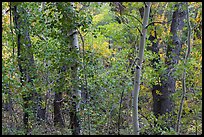 Forest in autumn along Mosca Creek. Great Sand Dunes National Park and Preserve ( color)