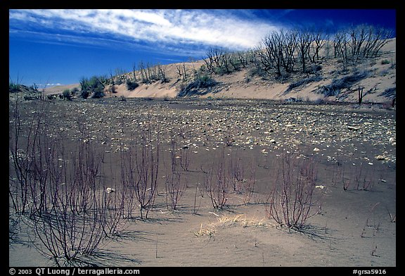 Ghost Forest, skeletons of trees engulfed by sands. Great Sand Dunes National Park