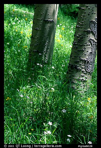 Aspen trunks in summer near Medano Pass. Great Sand Dunes National Park and Preserve, Colorado, USA.