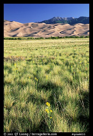 Grass and dunes, morning. Great Sand Dunes National Park and Preserve (color)
