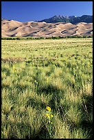 Grass and dunes, morning. Great Sand Dunes National Park and Preserve, Colorado, USA.