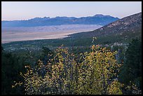Autum Color and distant dunefield. Great Sand Dunes National Park and Preserve ( color)